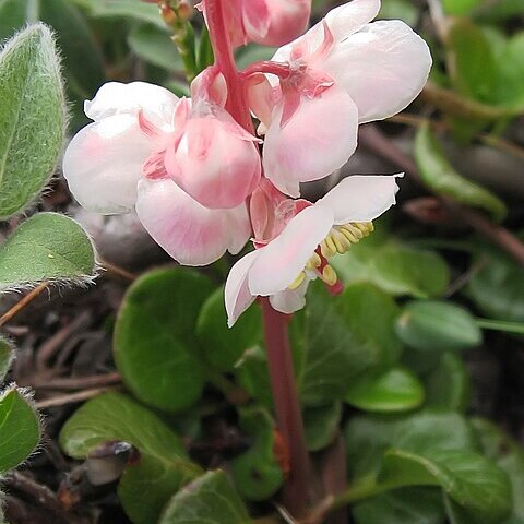 Pyrola grandiflora unspecified picture