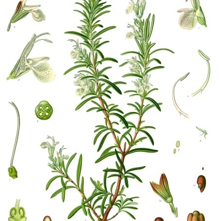 Rosmarinus officinalis unspecified picture