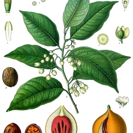 Myristica unspecified picture