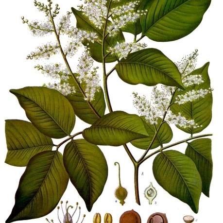 Copaifera unspecified picture