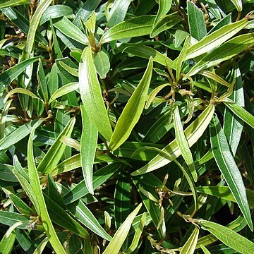 Ficus salicaria unspecified picture