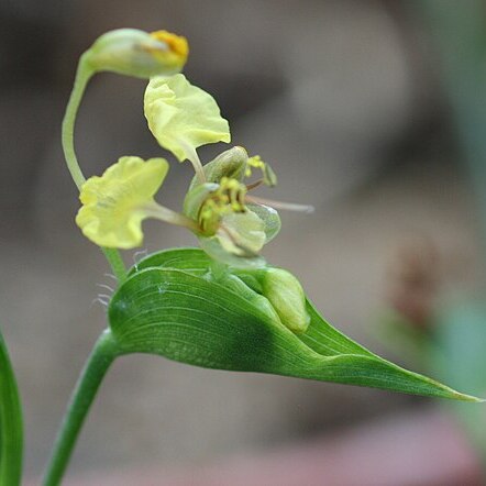 Commelina welwitschii unspecified picture