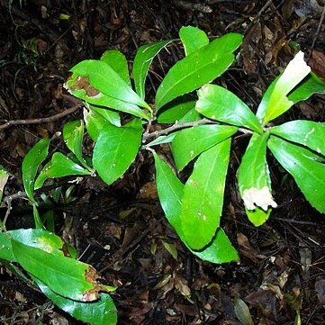 Helicia glabriflora unspecified picture