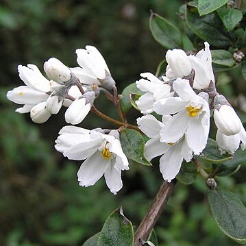 Deutzia monbeigii unspecified picture