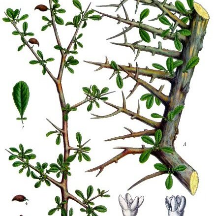 Commiphora myrrha unspecified picture