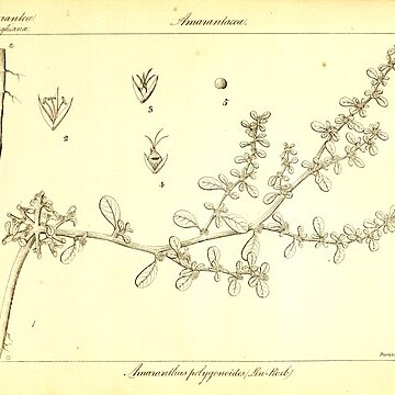 Amaranthus polygonoides unspecified picture