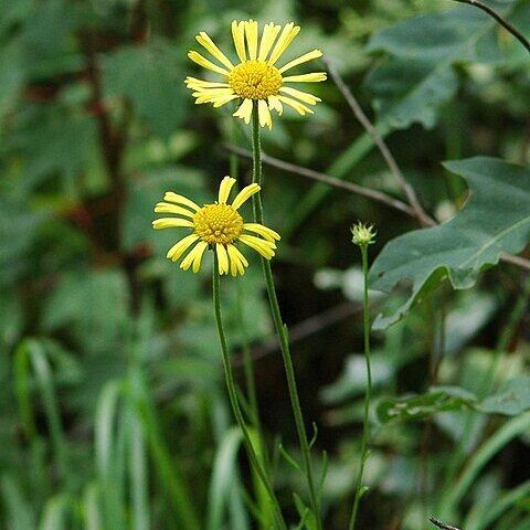 Balduina uniflora unspecified picture