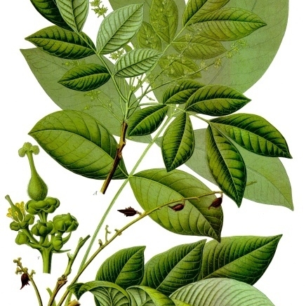 Schleichera oleosa unspecified picture