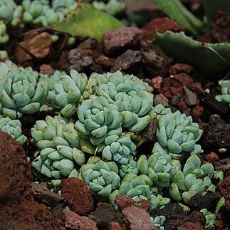 Sedum perezdelarosae unspecified picture