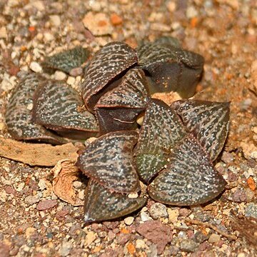 Haworthia magnifica var. splendens unspecified picture