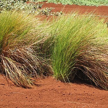 Eragrostis deflexa unspecified picture