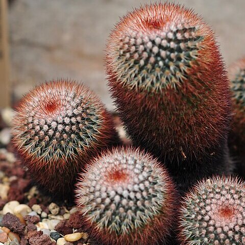 Mammillaria rhodantha subsp. fera-rubra unspecified picture