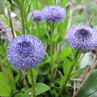 Globularia dumulosa unspecified picture