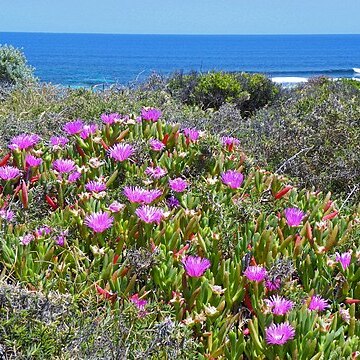 Carpobrotus virescens unspecified picture