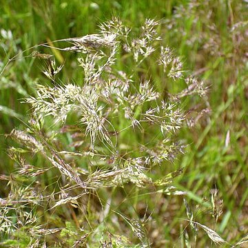 Agrostis nebulosa unspecified picture