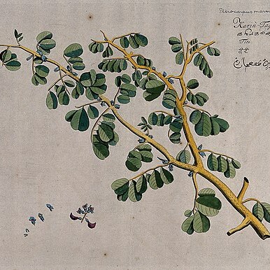 Dalbergia candenatensis unspecified picture