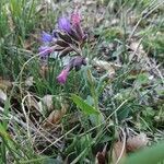 Pulmonaria montana flower picture by Pierre Gouyou Beauchamps (cc-by-sa)