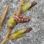 Populus nigra fruit picture by Joffrey Joffrey (cc-by-sa)