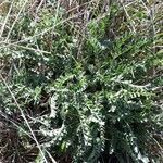 Astragalus monspessulanus habit picture by ophrys bourdon (cc-by-sa)