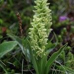 Platanthera hyperborea habit picture by Szabolcs Frater (cc-by-sa)