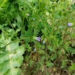 Campanula erinus flower picture by Jorge (cc-by-sa)