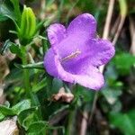 Campanula speciosa flower picture by Jean-Luc Durand (cc-by-sa)