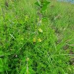 Tinnea aethiopica habit picture by susan brown (cc-by-sa)