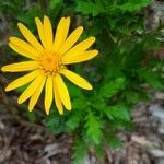 Glebionis coronaria leaf picture by Panthère Rose (cc-by-sa)