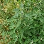 Chenopodium ficifolium habit picture by zmei (cc-by-sa)