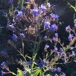 Anchusa azurea flower picture by Jenny Yandell (cc-by-sa)