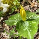 Trillium luteum flower picture by jim hahn (cc-by-sa)