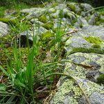 Carex ornithopoda habit picture by Fabien Anthelme (cc-by-sa)