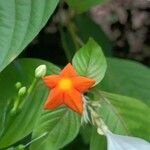 Mussaenda frondosa flower picture by Sudhanshu Kumar (cc-by-sa)