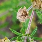 Potentilla argentea fruit picture by Jean-Francois Julien (cc-by-sa)