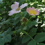 Rosa tomentosa flower picture by claire Felloni (cc-by-sa)