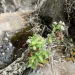 Draba hallii habit picture by Fabien Anthelme (cc-by-sa)