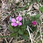 Rubus arcticus flower picture by Roosa Hautala (cc-by-sa)