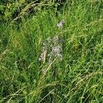 Campanula rapunculus habit picture by Engel Ralf (cc-by-sa)