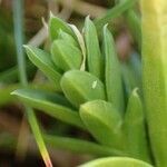 Gentiana pyrenaica fruit picture by Yoan MARTIN (cc-by-sa)