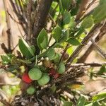 Osyris lanceolata fruit picture by Susan Brown (cc-by-sa)