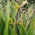 Phormium tenax leaf picture by wachimano (cc-by-sa)