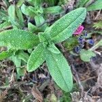 Echium rosulatum leaf picture by Borgess Lais (cc-by-sa)