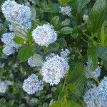 Ceanothus thyrsiflorus flower picture by Smith Hobo (cc-by-sa)