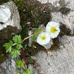 Ranunculus alpestris habit picture by Jacques Zuber (cc-by-sa)