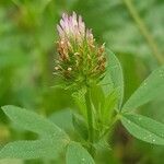 Trifolium squamosum flower picture by Ruiz Fernando J. (cc-by-sa)