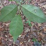 Rinorea amapensis leaf picture by C. Geniez (cc-by-sa)