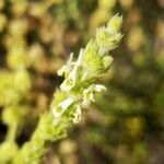 Sideritis hirsuta flower picture by Rojo Florencio (cc-by-sa)