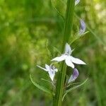 Lobelia spicata flower picture by Paul Hunter (cc-by-sa)