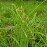 Carex squarrosa flower picture by max (cc-by-sa)