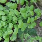 Adiantum jordanii leaf picture by Randy Huey (cc-by-sa)